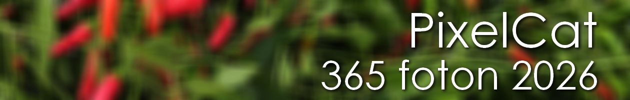 PixelCat 2026